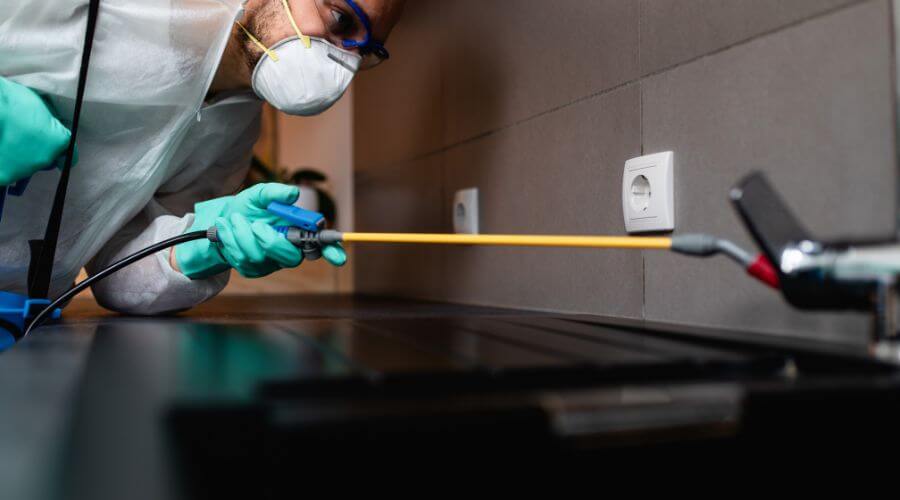 Why choose Mice Removal Paradise Valley Village for mice removal in Paradise Valley Village